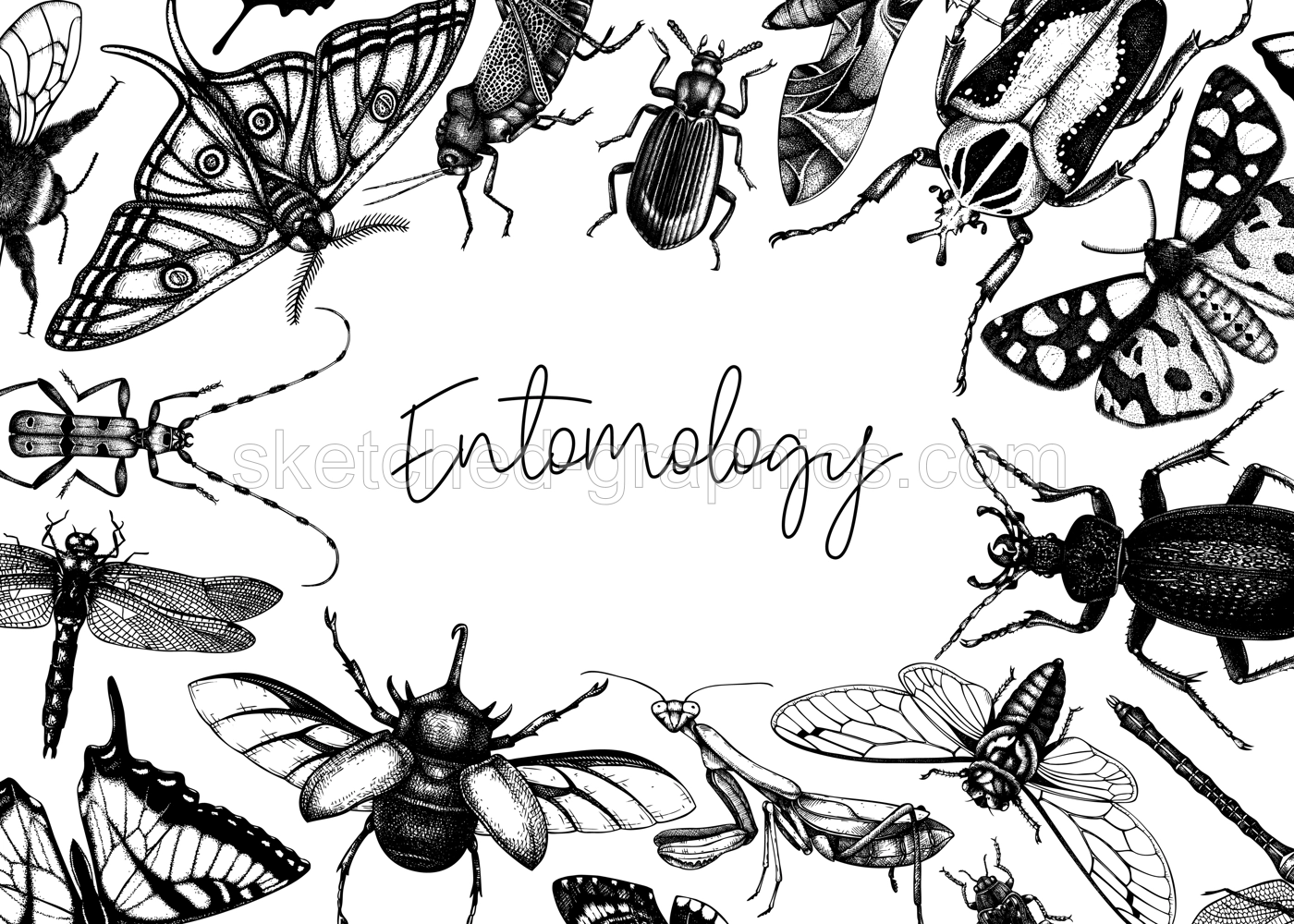 Hand-sketched insect banner template. Hand drawn beetles, bugs, butterflies, dragonfly, cicada, moths, bee illustrations in vintage style. Entomological banner design. Vector wildlife background  Illustration
